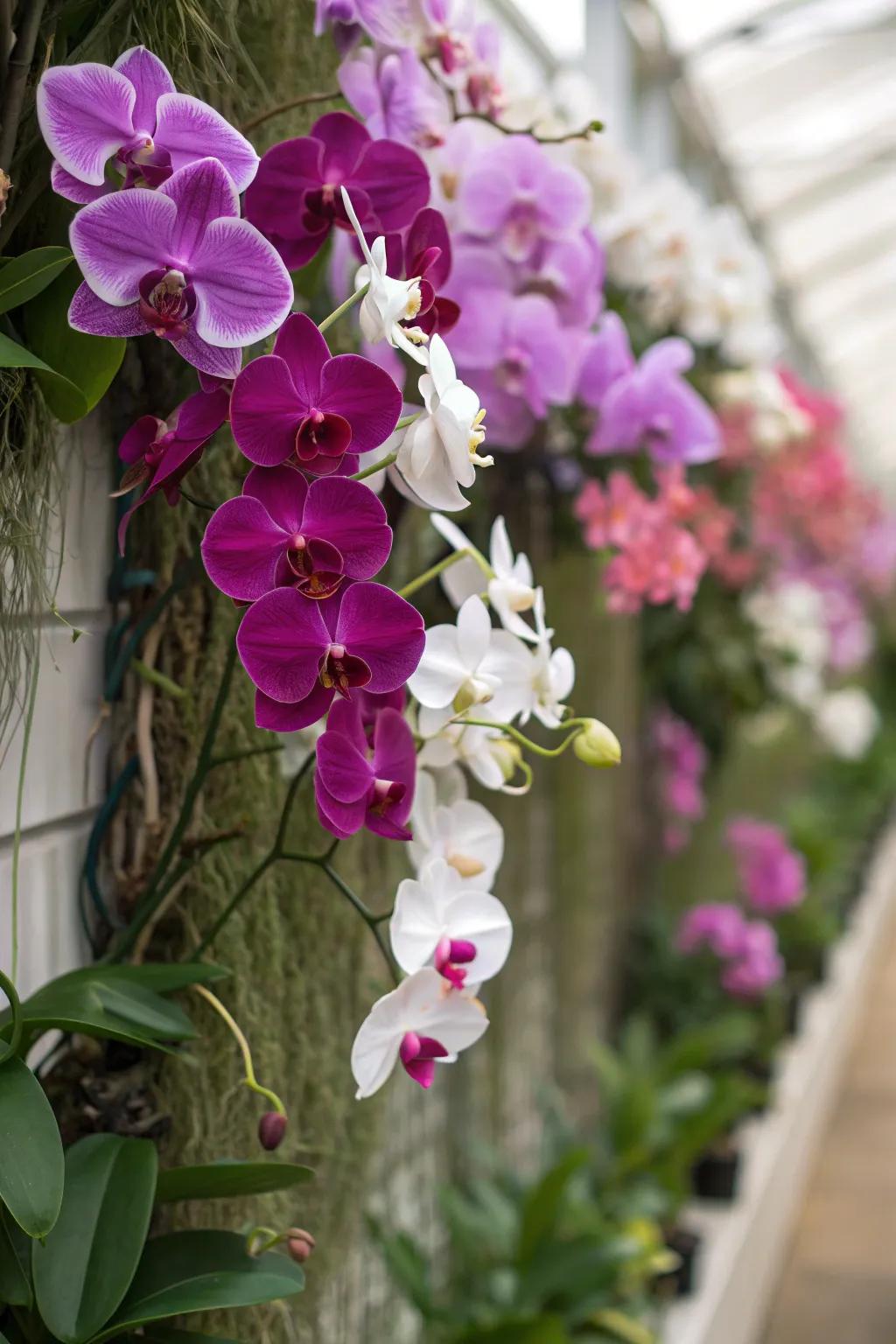 Transform your space with orchid wall art.