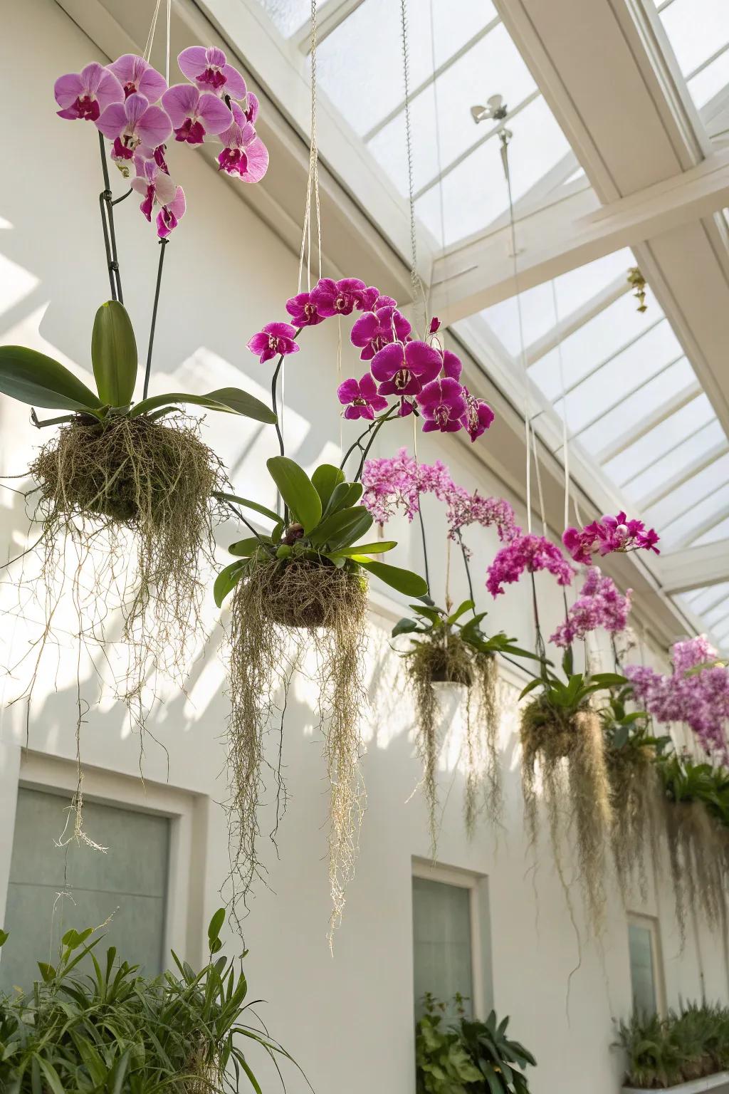 Ceiling-mounted orchids add a whimsical touch to any room.