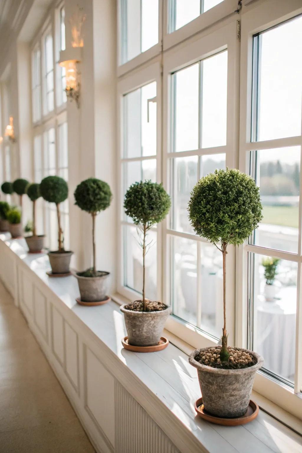Window sill topiaries bring light and life indoors.