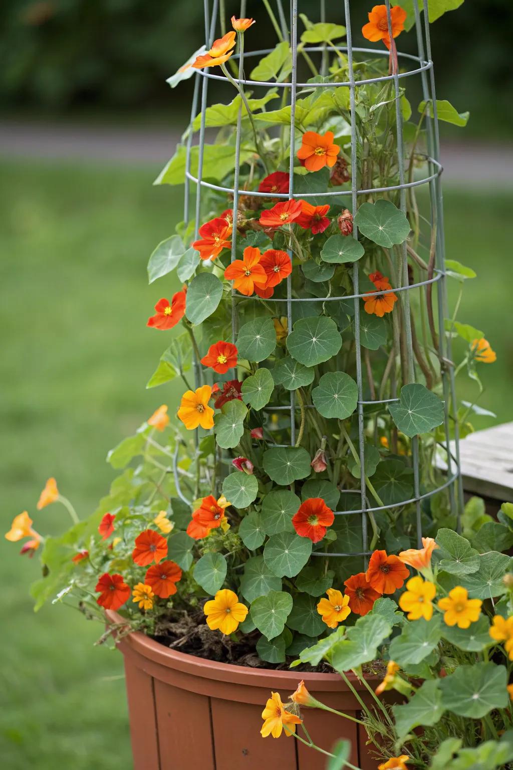 Elevate your garden space with vertical nasturtium arrangements.