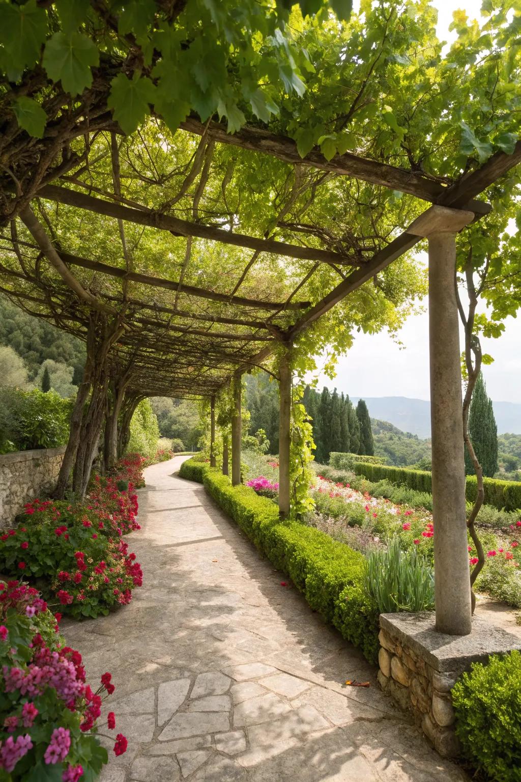 Grape vines add charm and shade to a pergola.