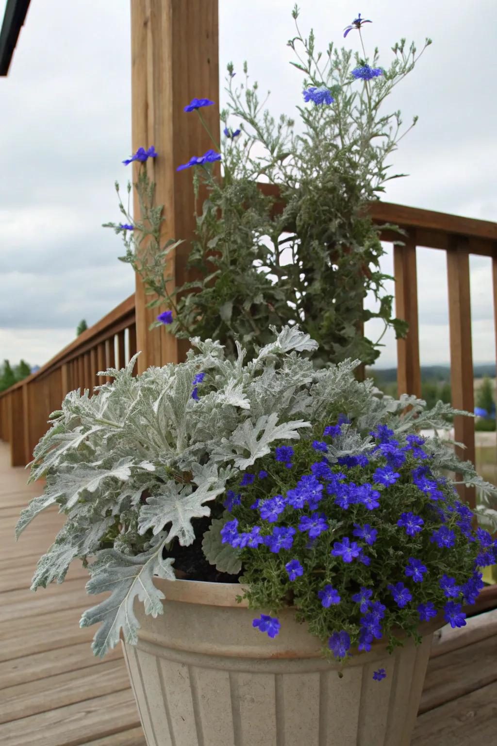 A refreshing cool-toned container with dusty miller.