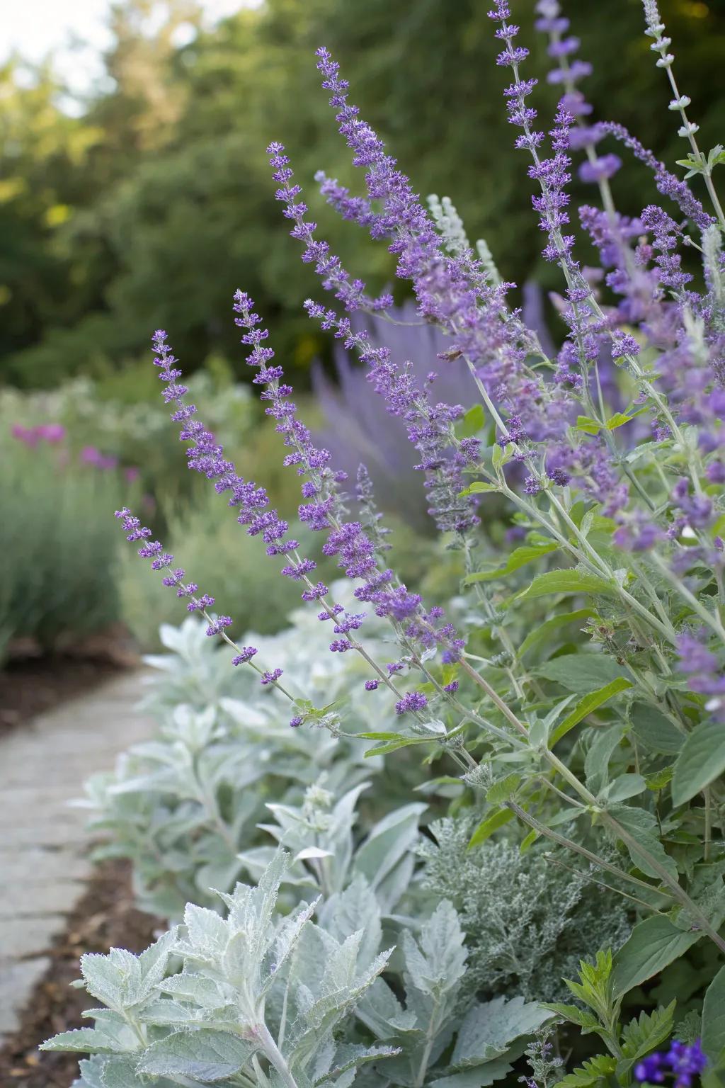 Russian sage offers a delicate balance of color and texture.