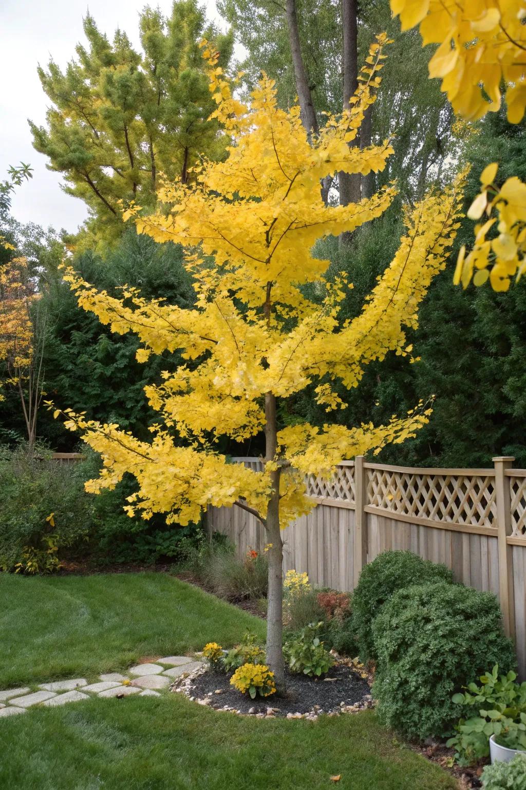 A Ginkgo Biloba tree adding texture and vibrant fall color to the backyard.