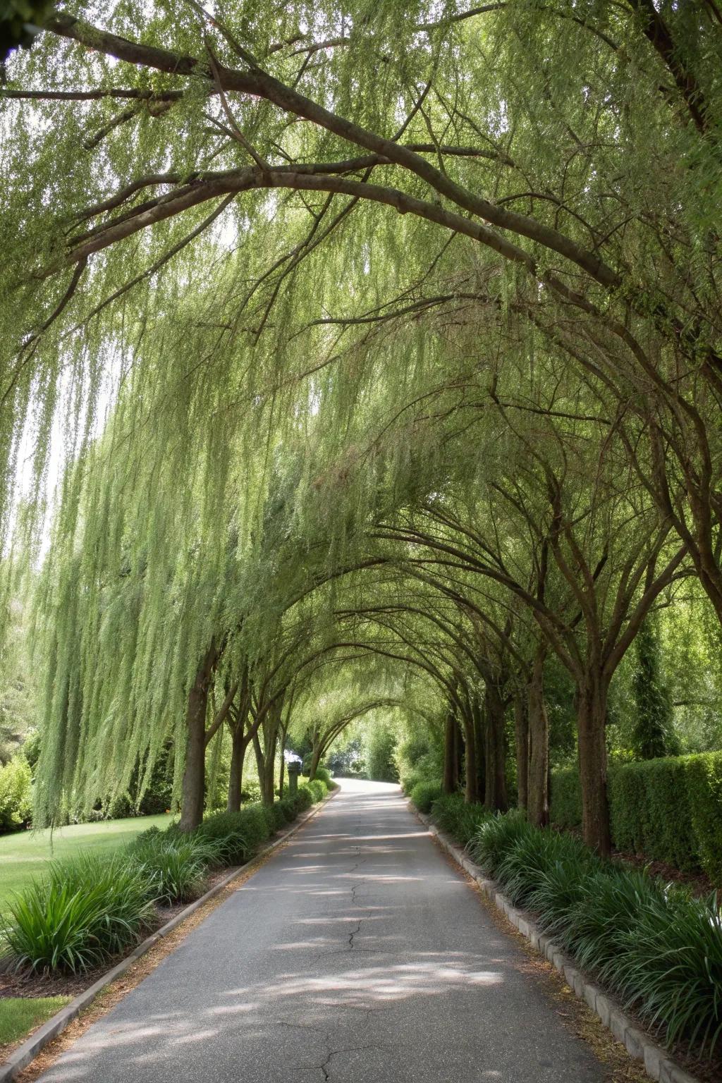 Weeping willows add a whimsical, ethereal touch.