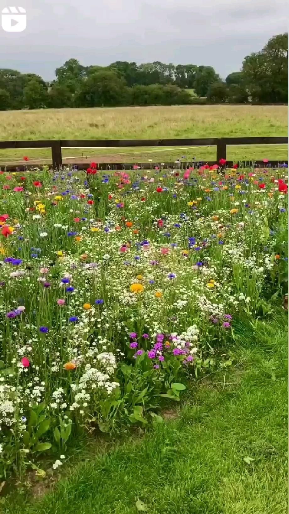 🌷🌷🌷🌷🌷🌹🌹