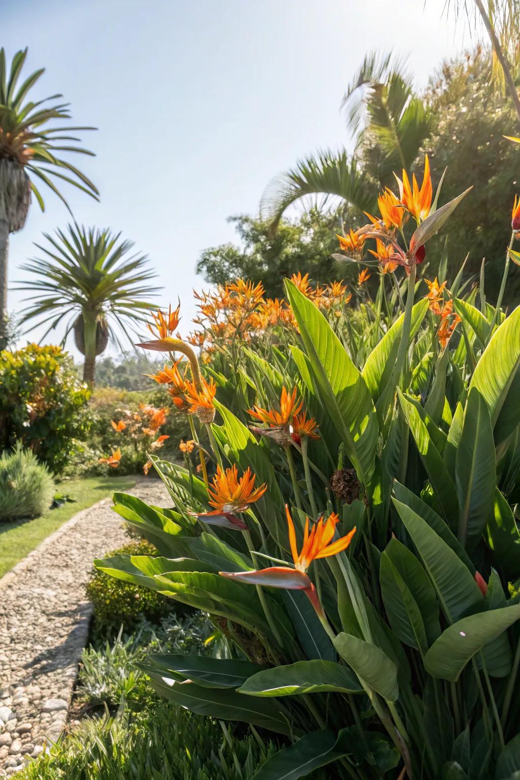 A bright corner morphs into a tropical getaway with clusters of Bird of Paradise.