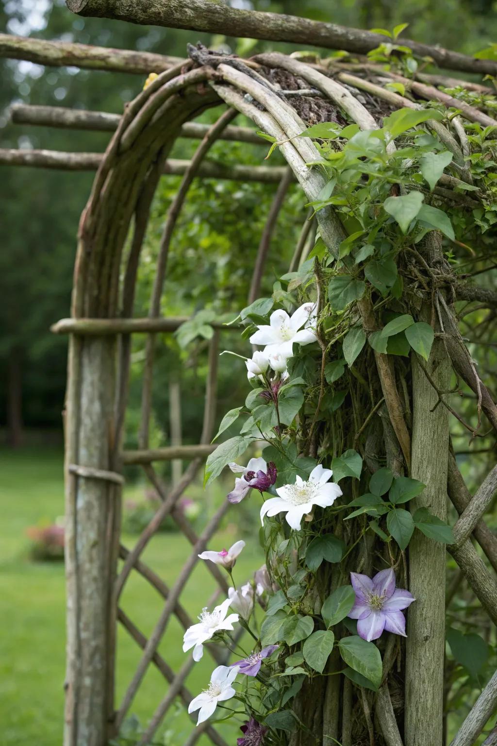 A country-style trellis fashioned from natural branches provides a garden look appropriate for clematis to flourish.