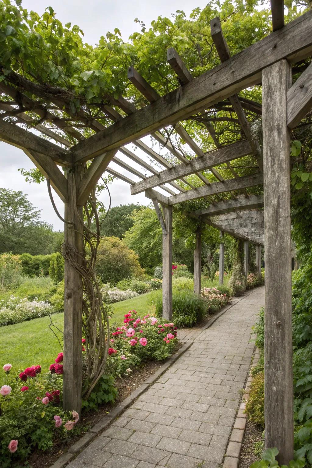 A classic wood pergola showcasing flourishing grapevines.