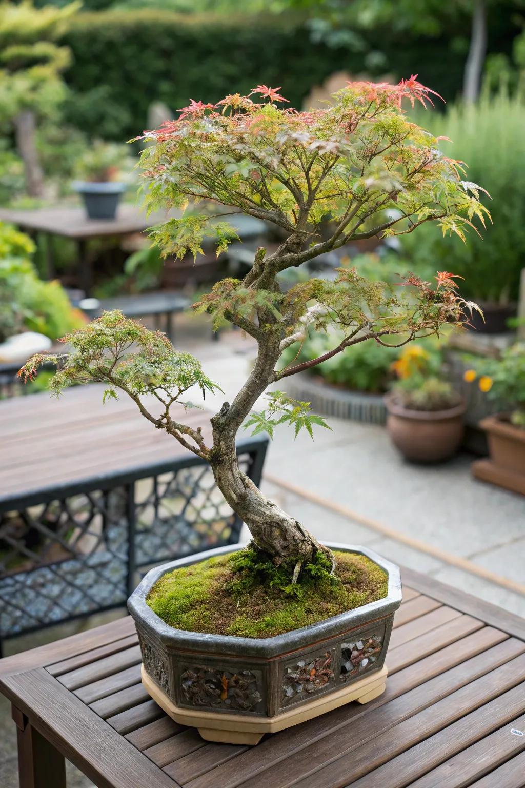 A small Japanese maple bonsai displayed in an ornamental pot.