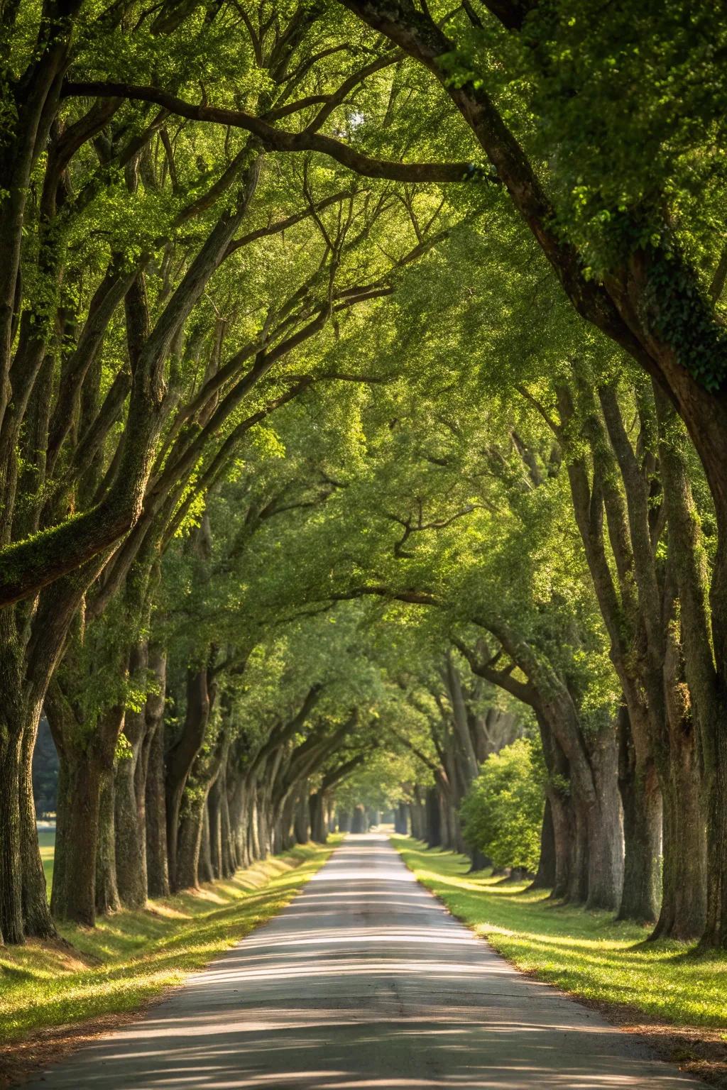 A driveway embraced by an impressive canopy of trees, providing a serene pathway.