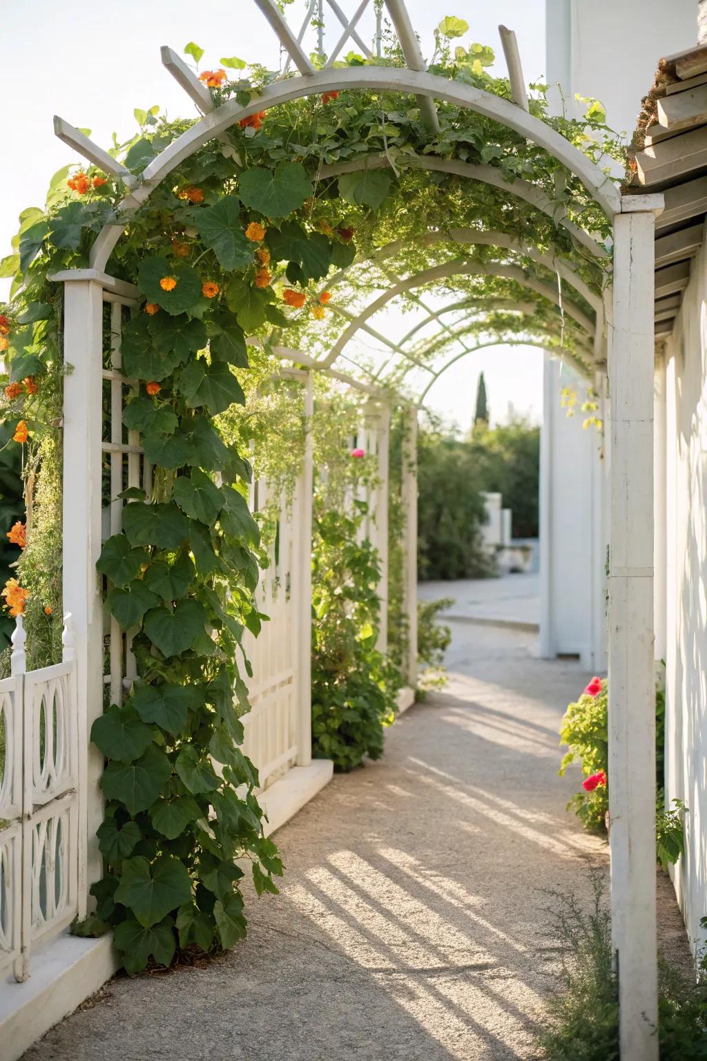 Step into nature's enchanting embrace with a stunning loofah archway. 🌿✨ #GardenBeauty #ScandiBoho