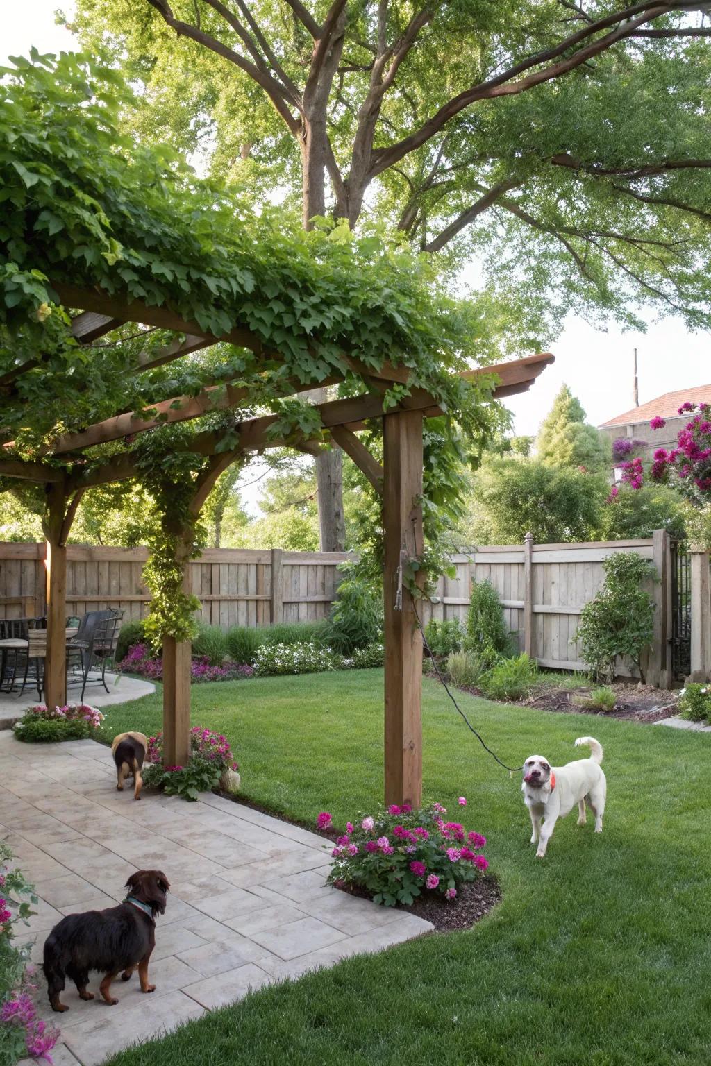 A shady retreat for pets and their companions, showcasing a pergola amidst vibrant greenery.