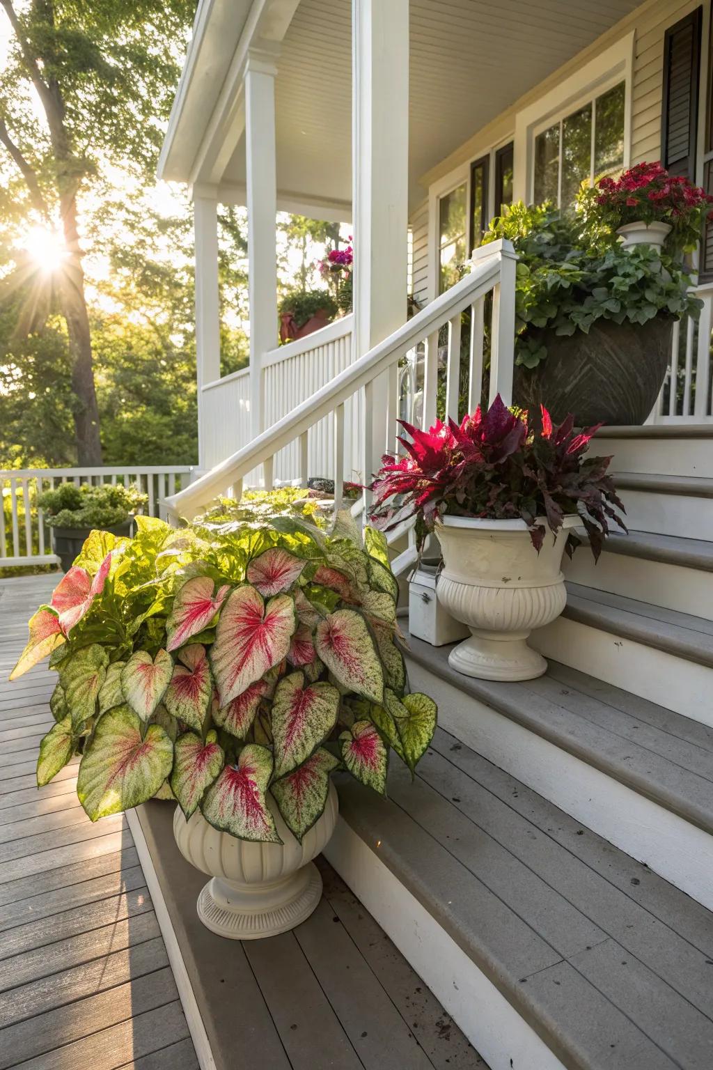 Outdoor planters make caladiums a focal point in your garden.