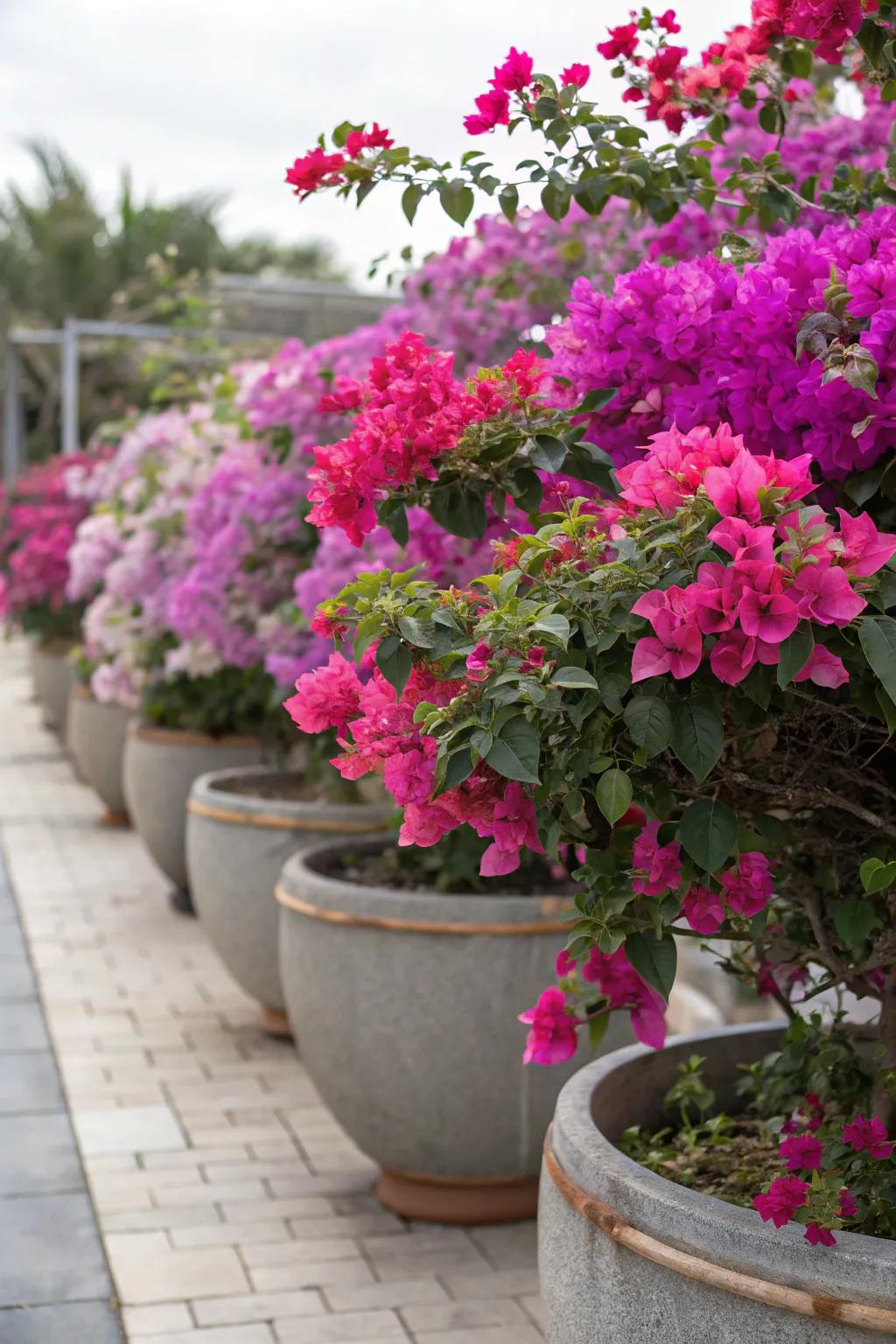 Bougainvillea infuses the garden with Mediterranean charm.