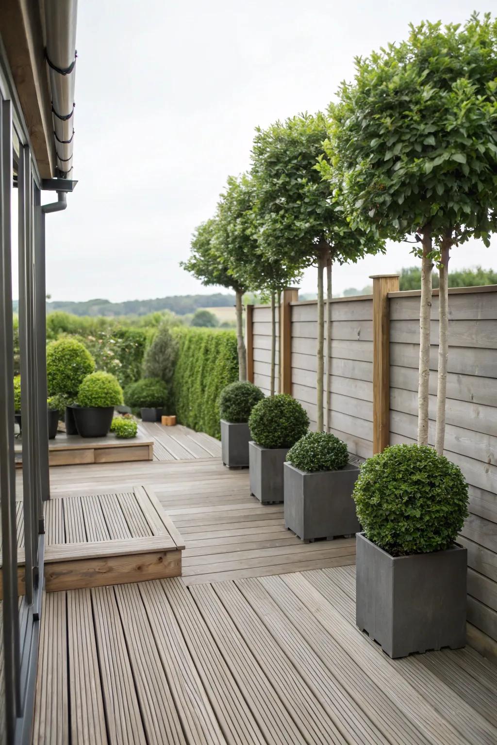 Potted trees provide a natural and flexible privacy solution.