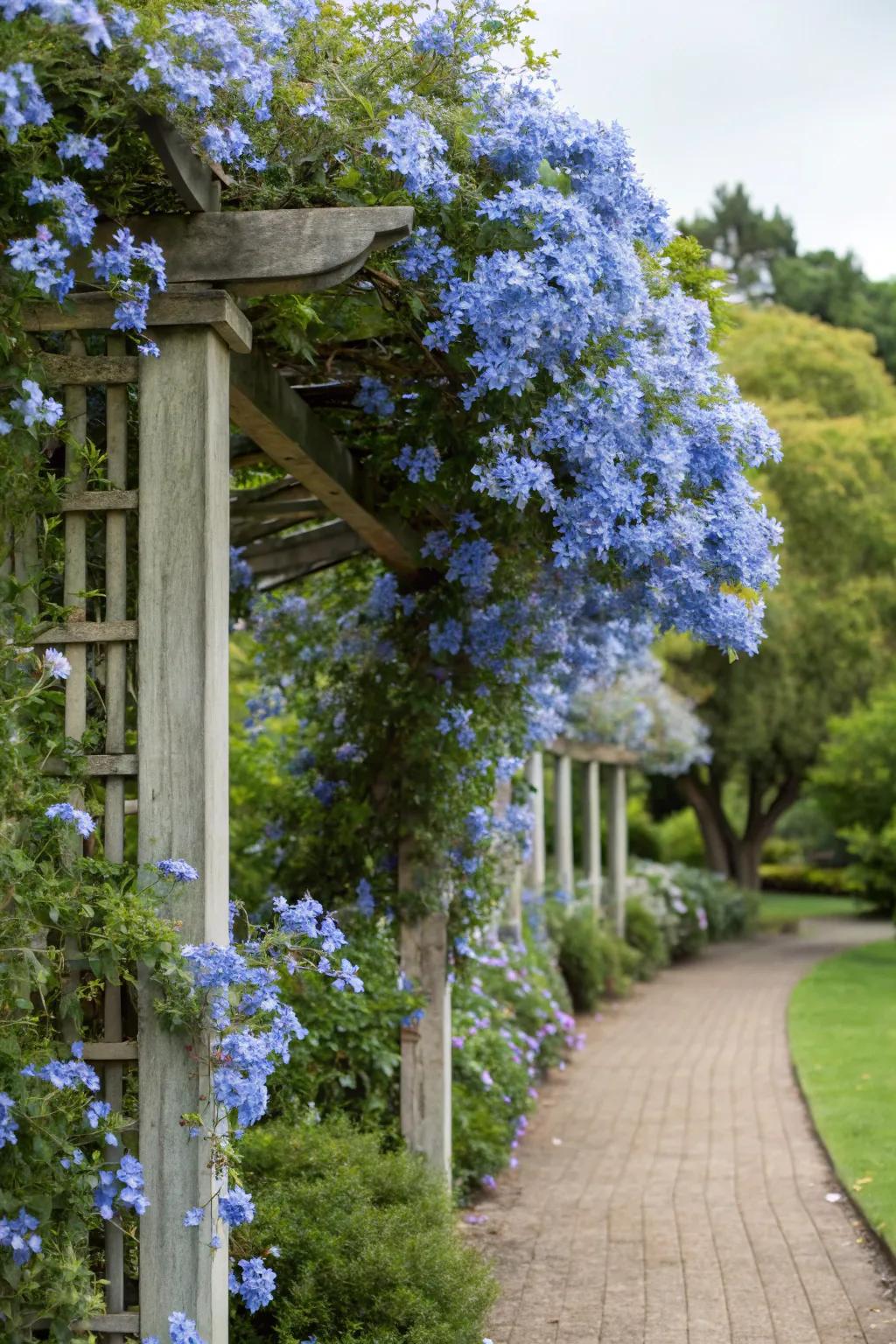 A garden trellis adorned with climbing blue plumbago flowers.