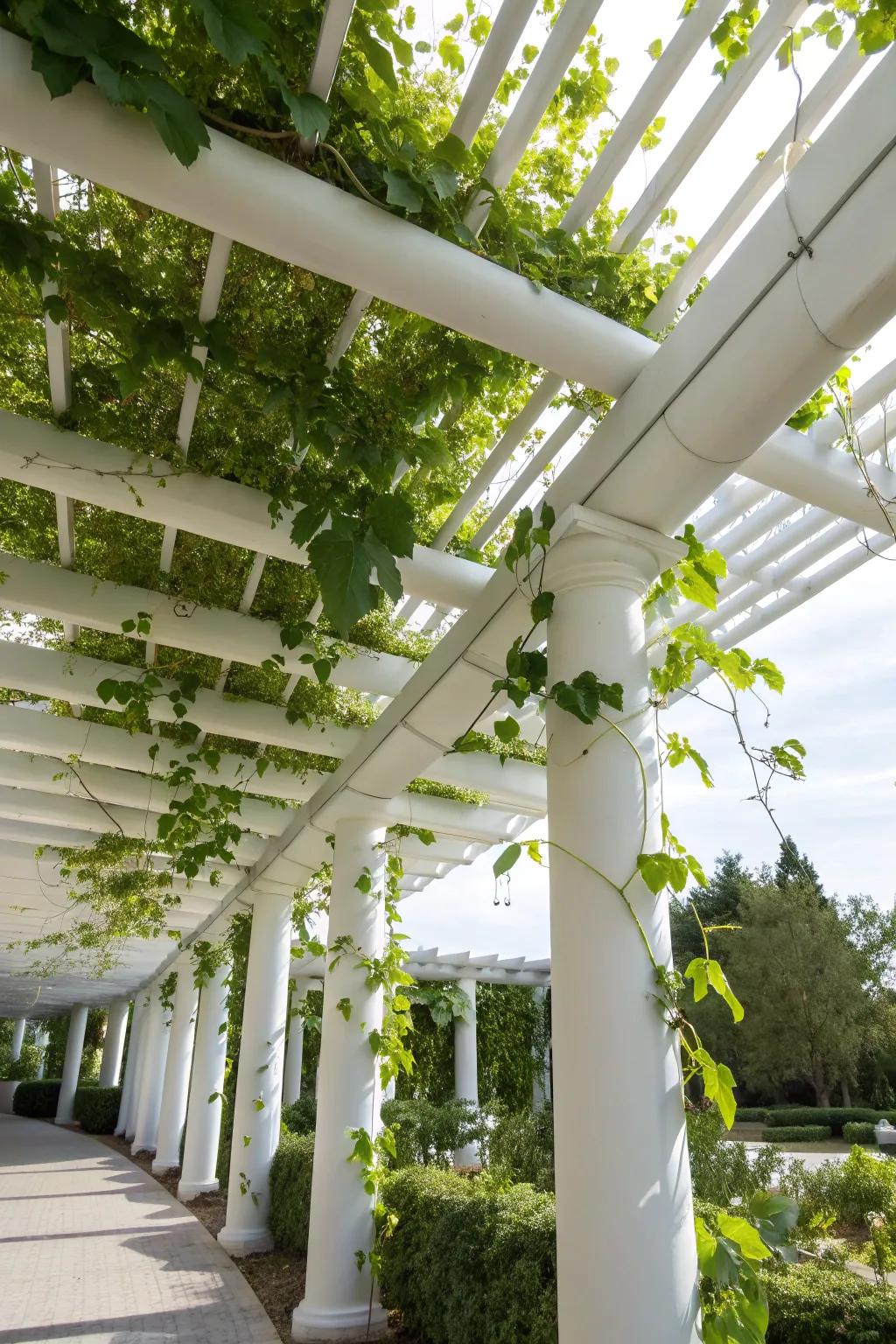 Transform your backyard into a leafy retreat with this handcrafted PVC pipe living canopy.