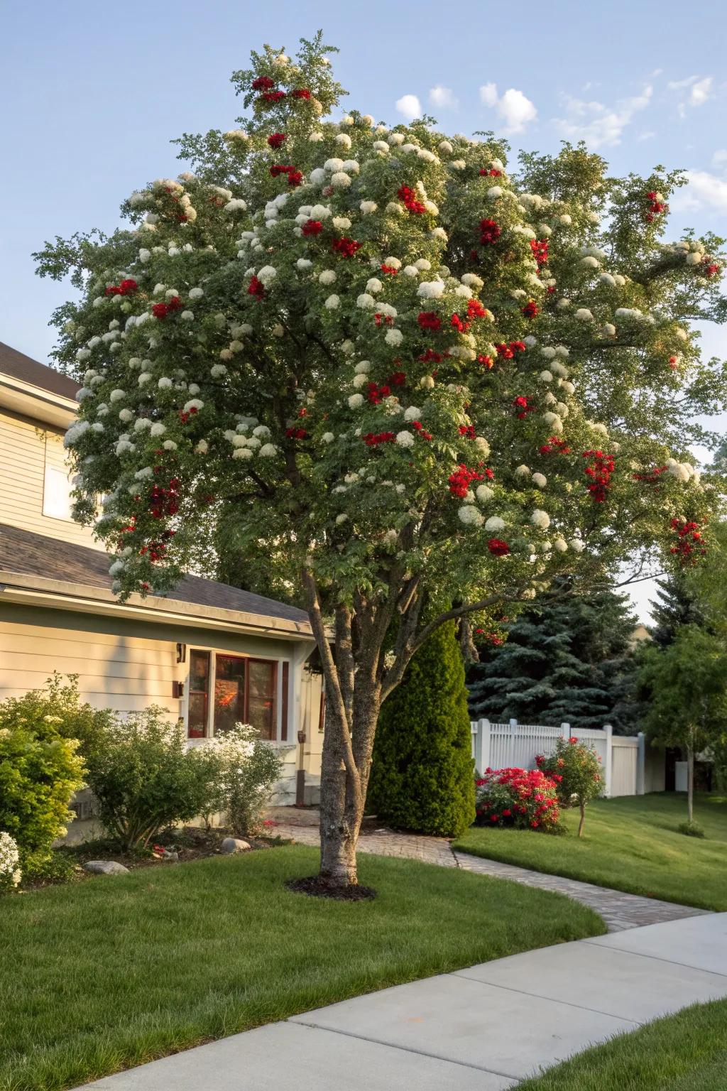 A Sorbus americana attracting birds and enriching a yard with color.