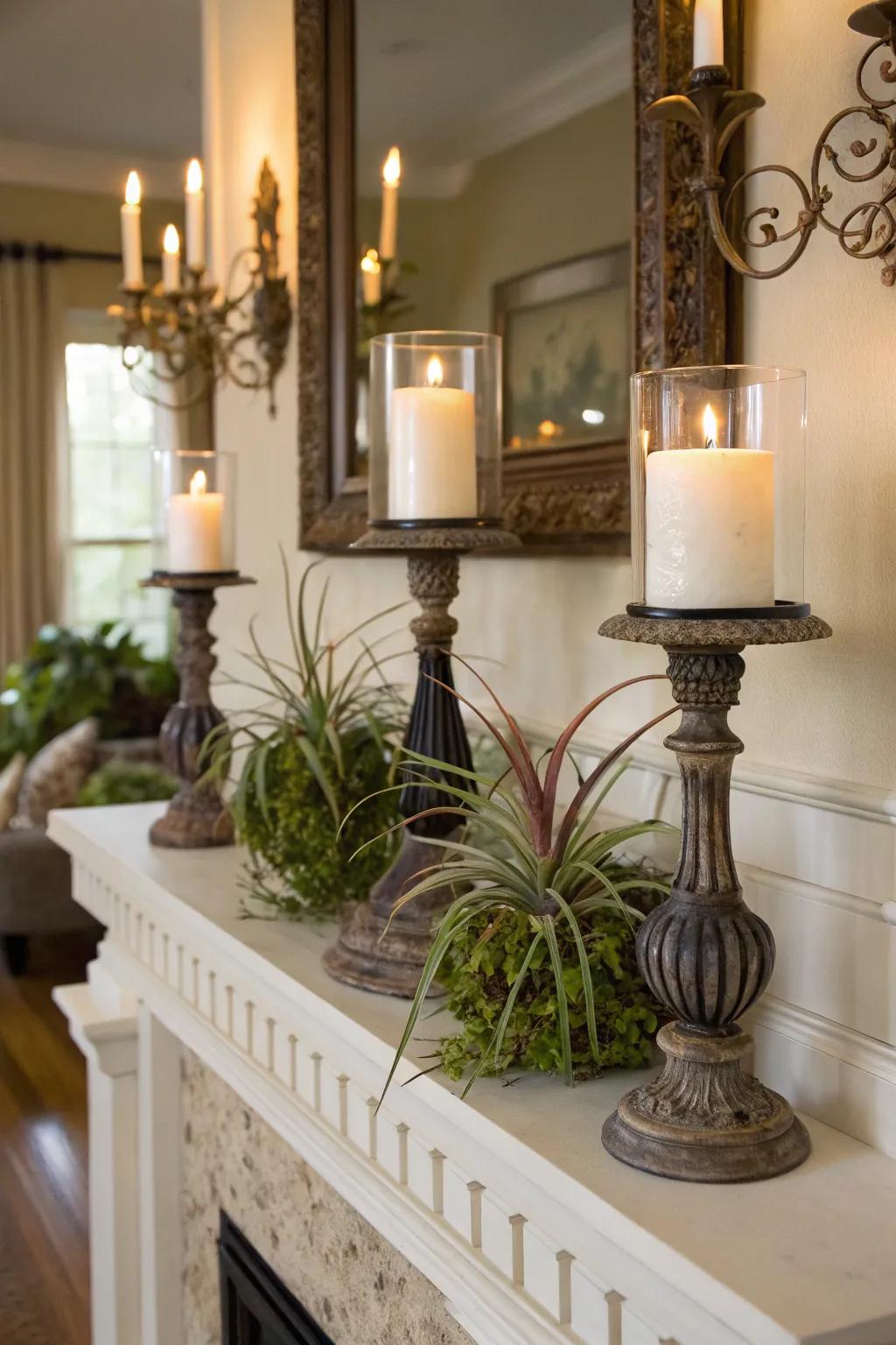 Air plants displayed in candle holders.