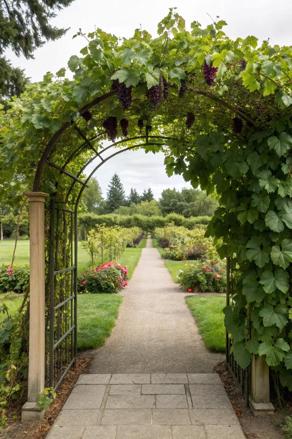 Greet visitors with a spectacular grapevine gateway.