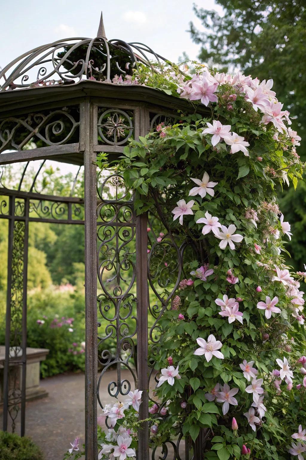 A fashioned iron trellis includes resilient sophistication to a clematis display.