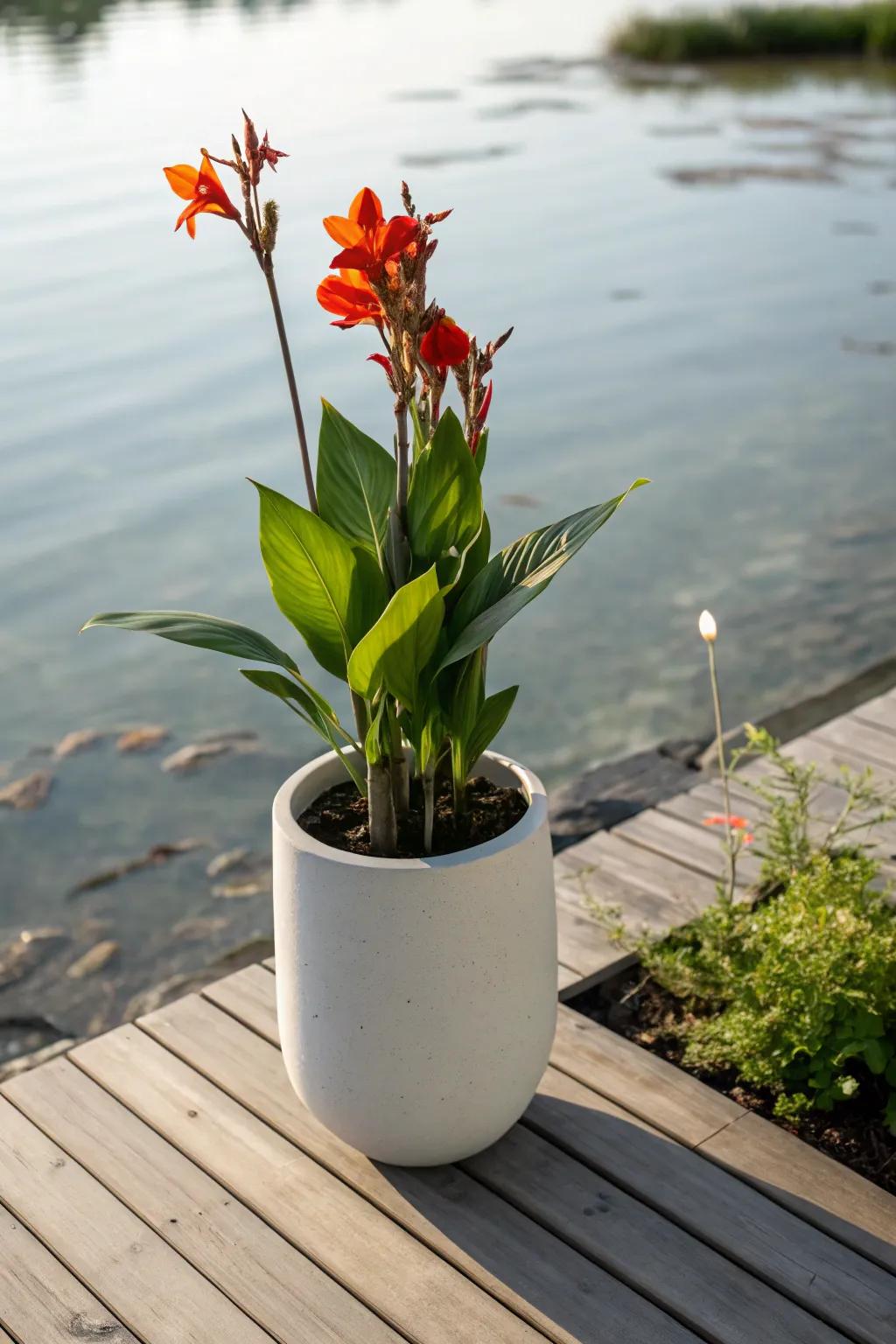 Transform your water garden with the vibrant beauty of canna lilies—where minimalism meets tropical elegance.