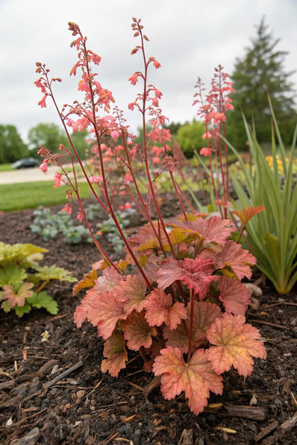 Mulch enhances the vibrant colors of coral bells in the garden.