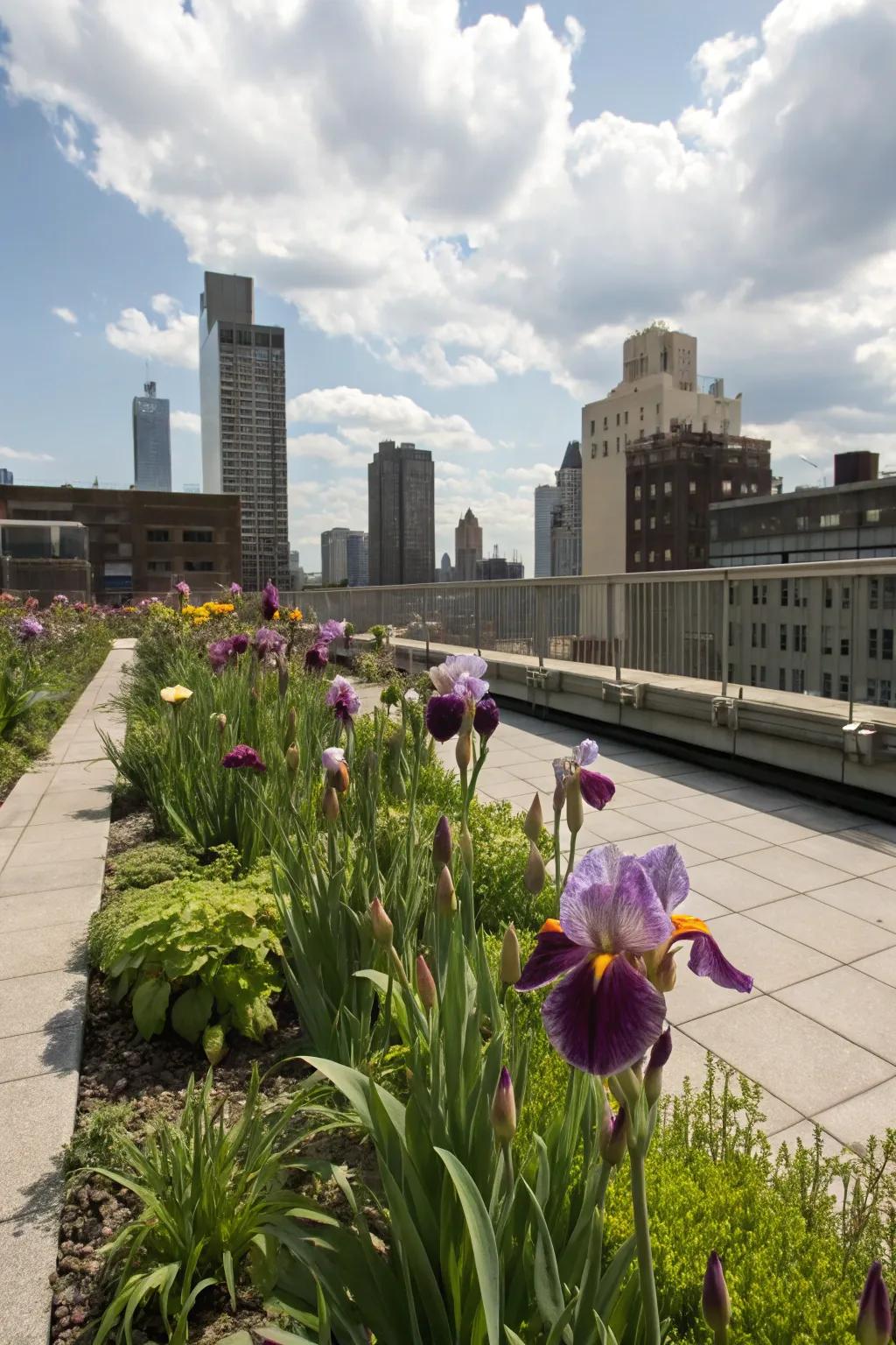Irises bringing vibrant color to an urban rooftop garden.