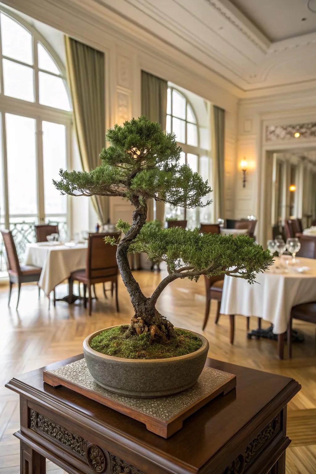 A fan-out juniper bonsai adding sophistication to an elegant dining room.
