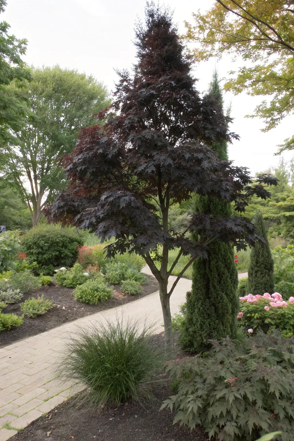 Black-leaved arborvitae add mystery and depth to shaded gardens.