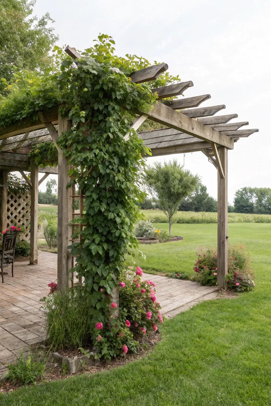 A pergola adds elegance and shade to your backyard.
