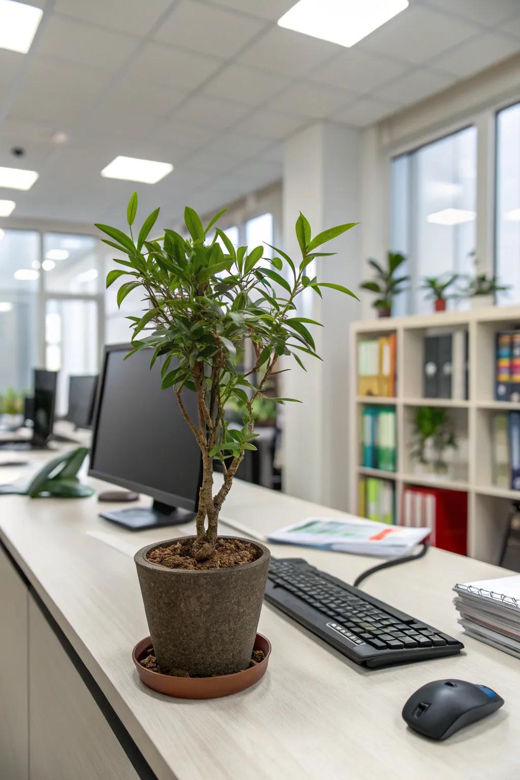 Enhance your workspace with a mood-boosting plant.