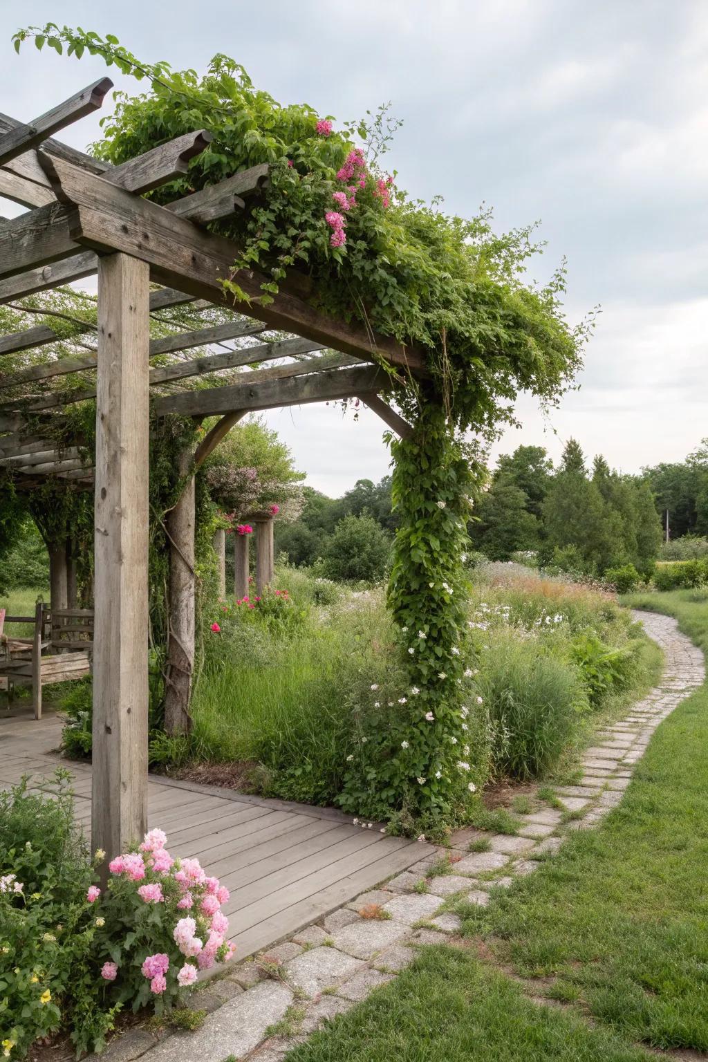 A natural pergola providing shade and beauty.