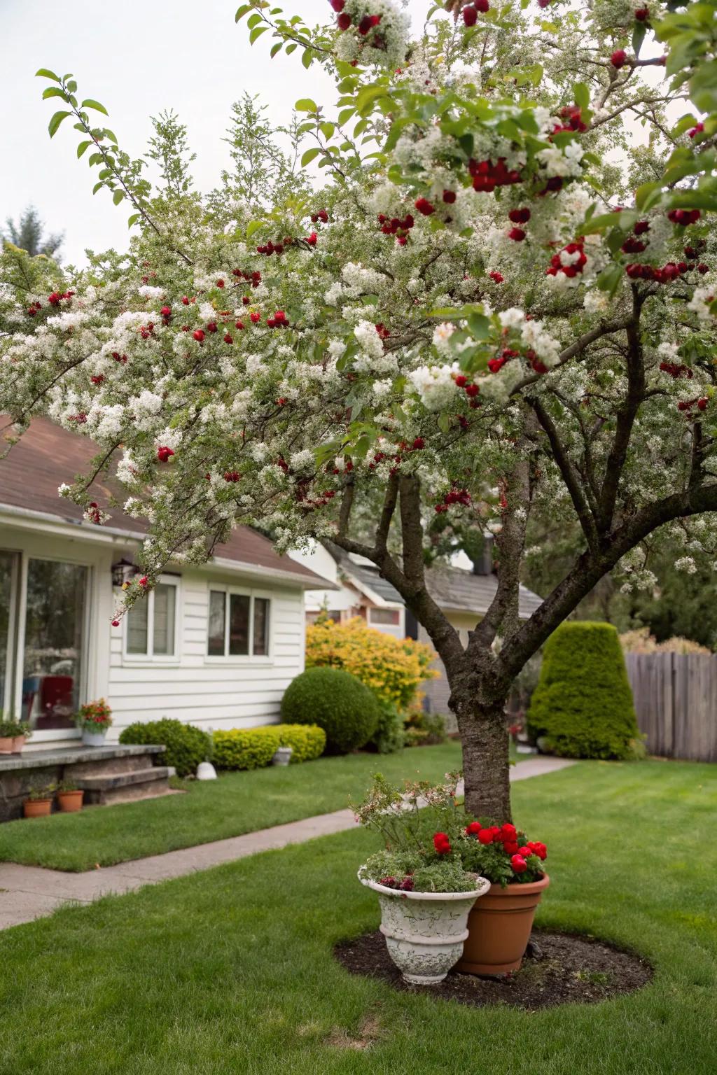 A Prunus × 'Evans' offering fruit and floral beauty to a yard.