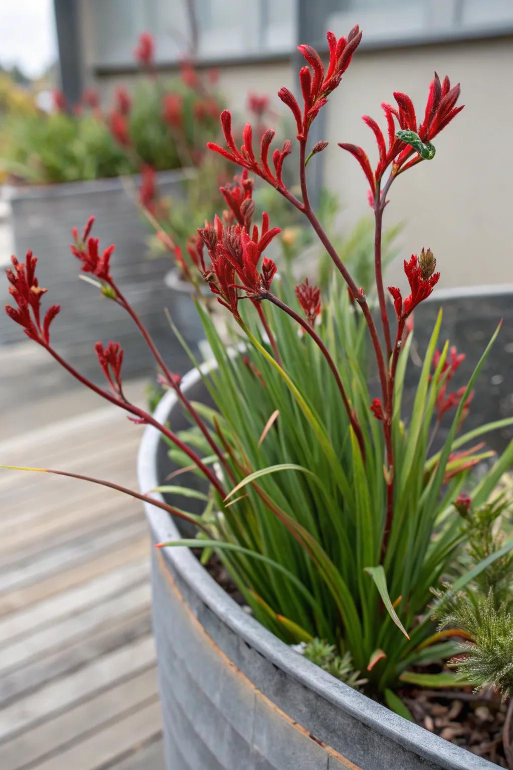 Kangaroo Paw adds an exotic texture to the garden.