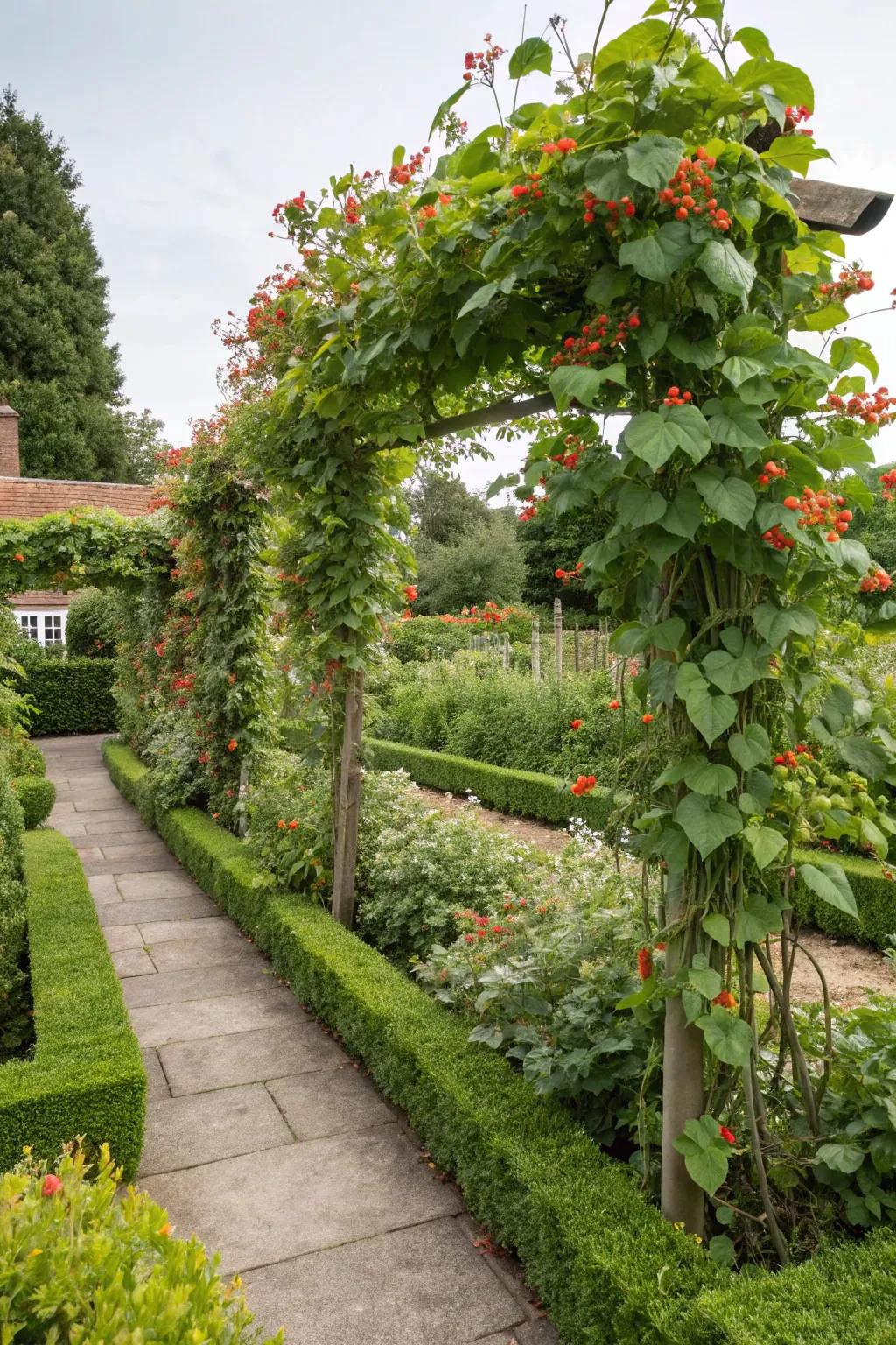 Climbing vines add vertical interest and a steady supply of beans.