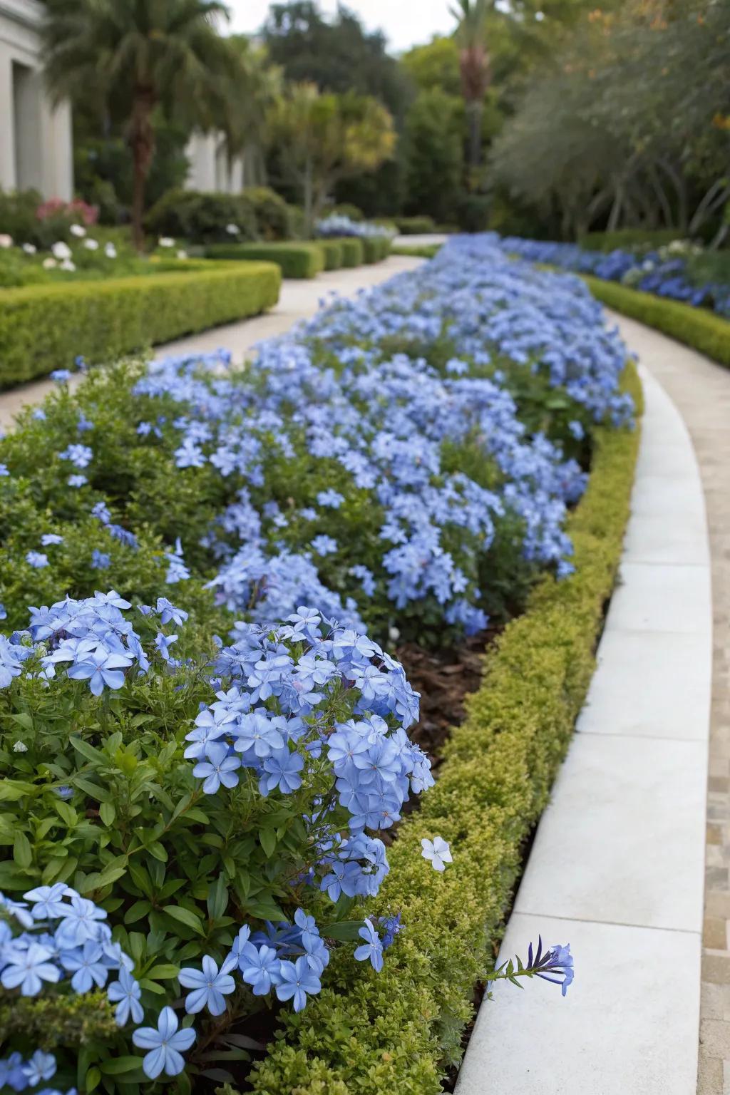 A formal garden bed bordered with blue plumbago flowers.