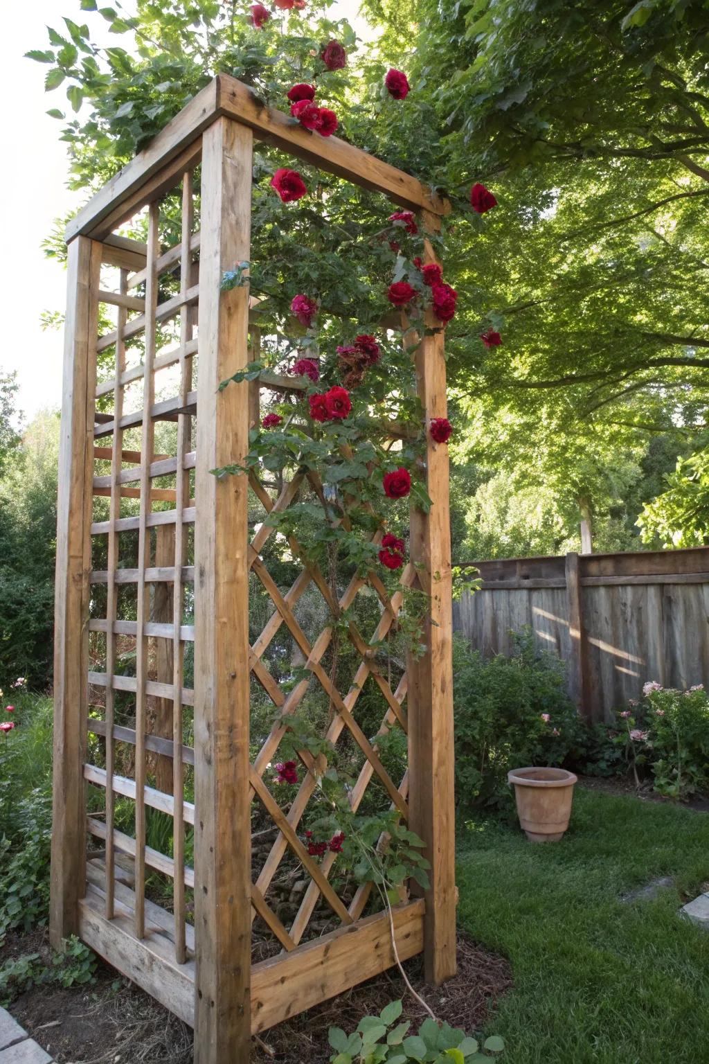 Elevate your garden's charm with a handcrafted pallet trellis, perfect for showcasing climbing roses.