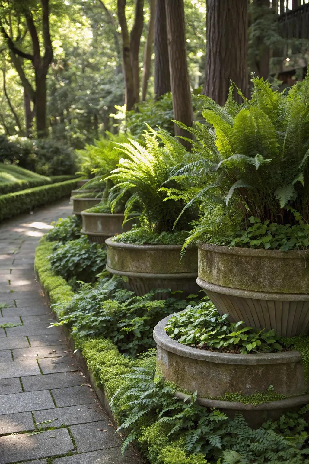 A shady garden with layered containers showcasing tall ferns and ground cover sprouts.