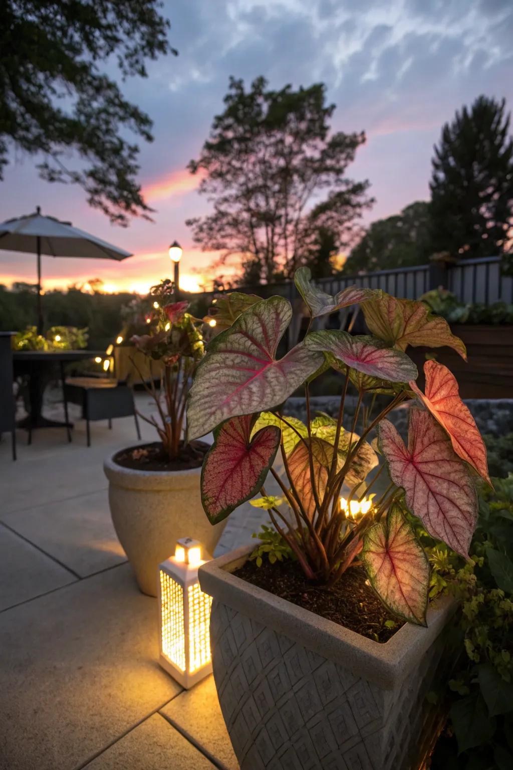 Lighting elements enhance the beauty of caladiums at night.