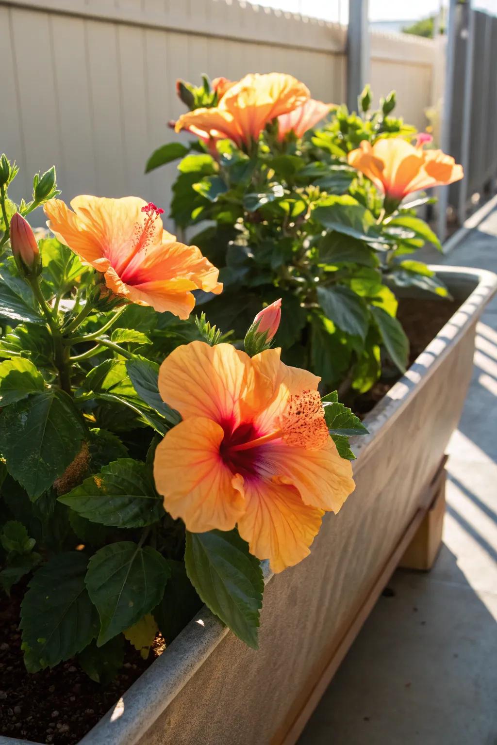 Hibiscus provides a tropical splash to the garden.