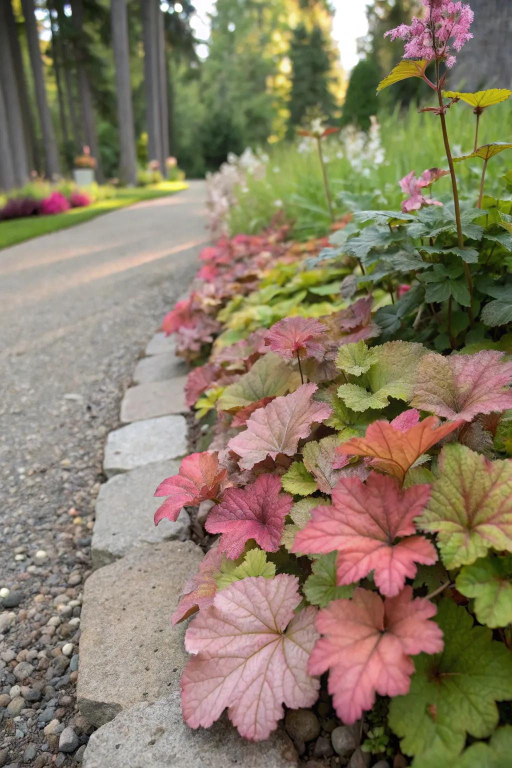 Coral bells used as colorful edging along a garden pathway.