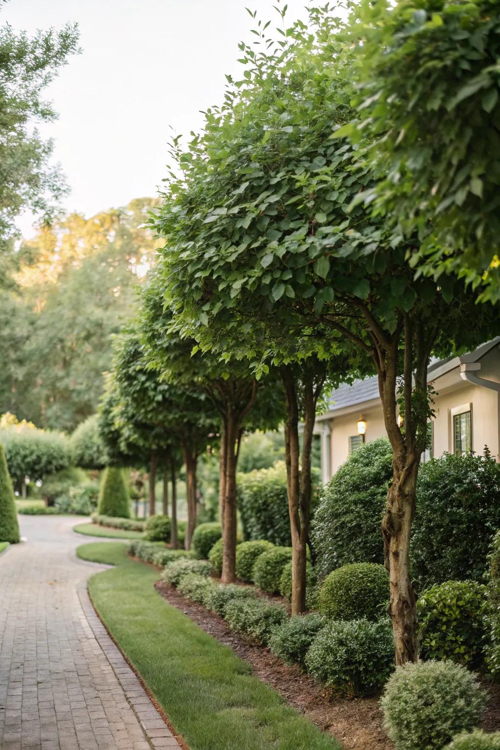 Ornamental trees offer privacy and elegance.