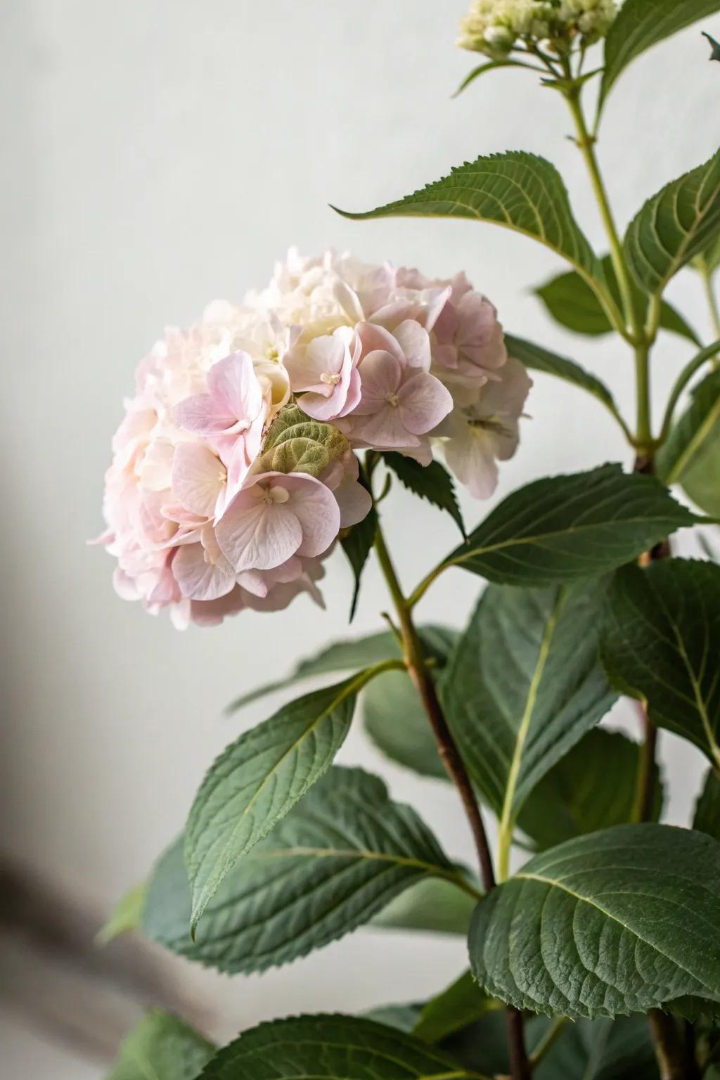 Embrace tranquility with the soft allure of nature's delicate blooms.