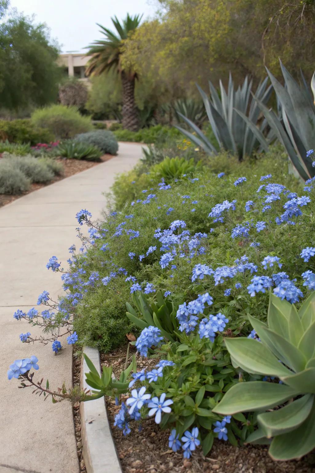 A garden area featuring a mix of blue plumbago and succulent plants.