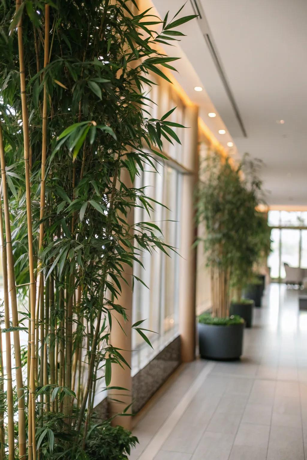 Define your space with a natural plant partition.