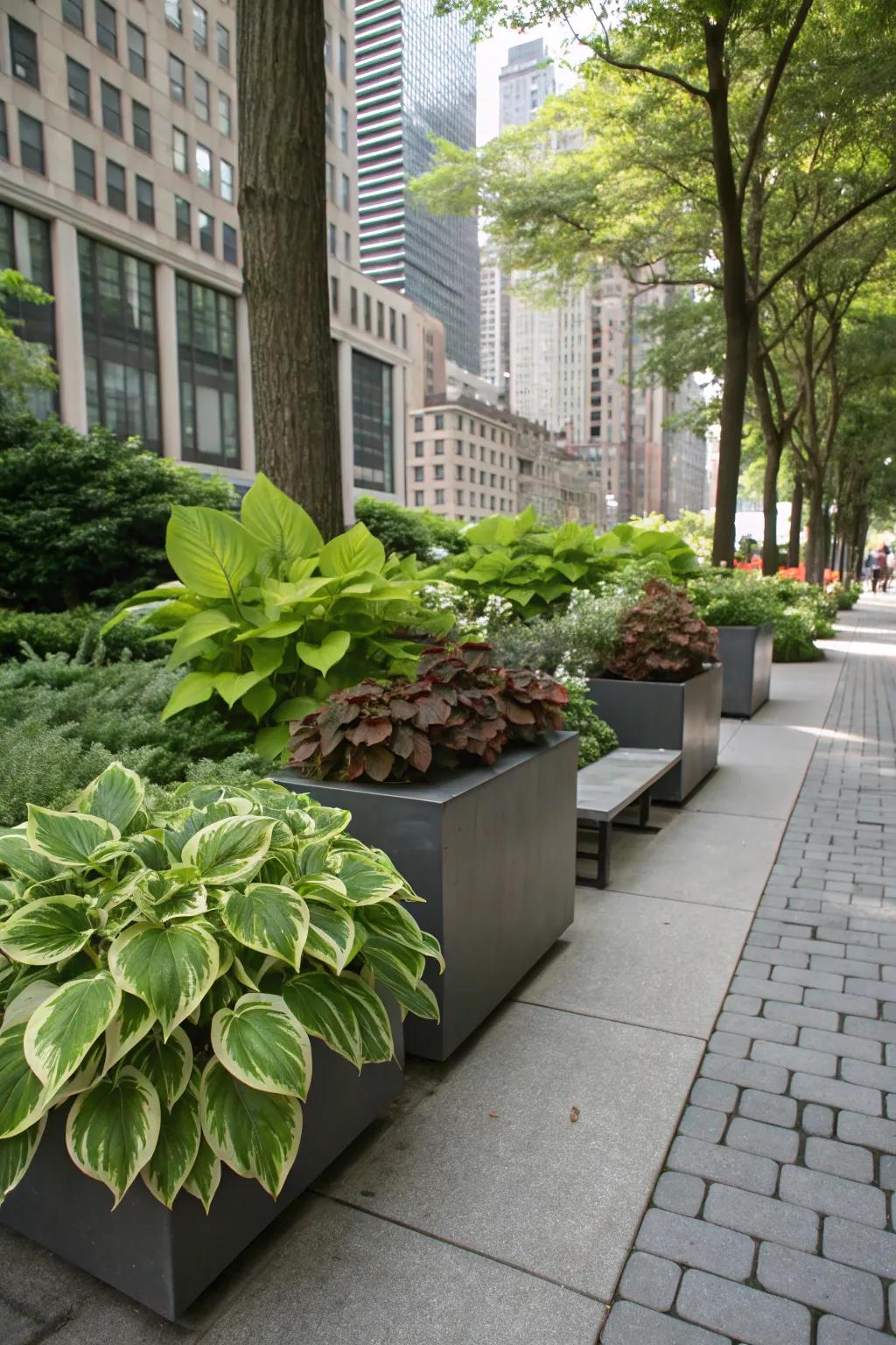 A shaded city garden with fashionable city holders filled with hostas and coleus.