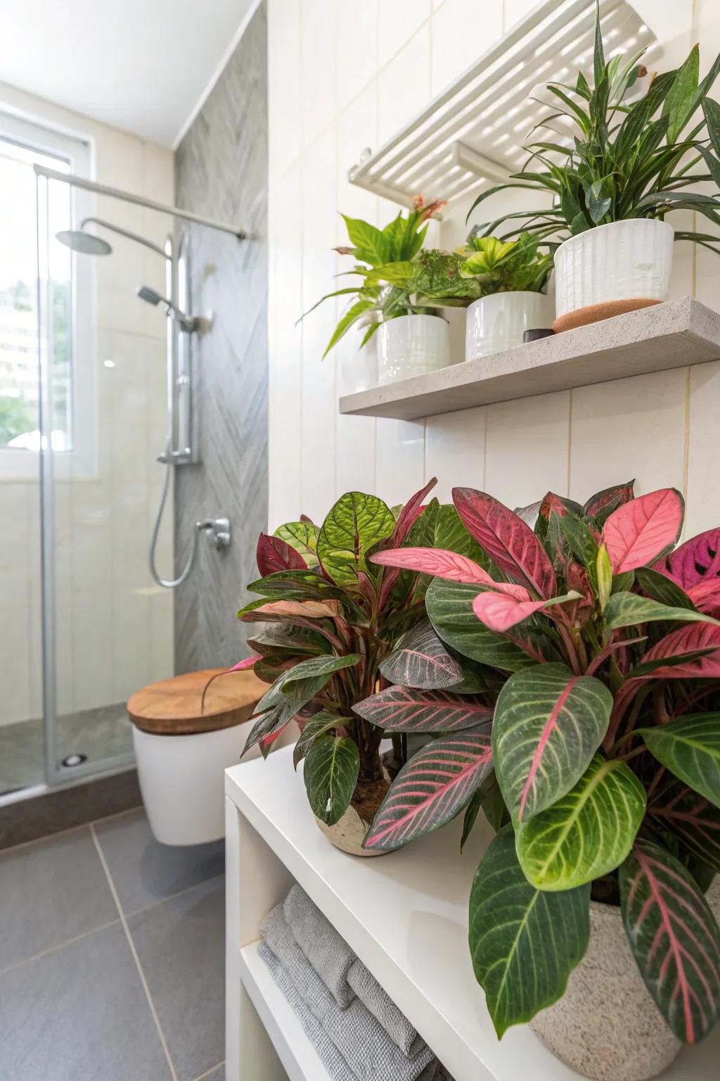 Calatheas add a splash of color with their vibrant leaves.