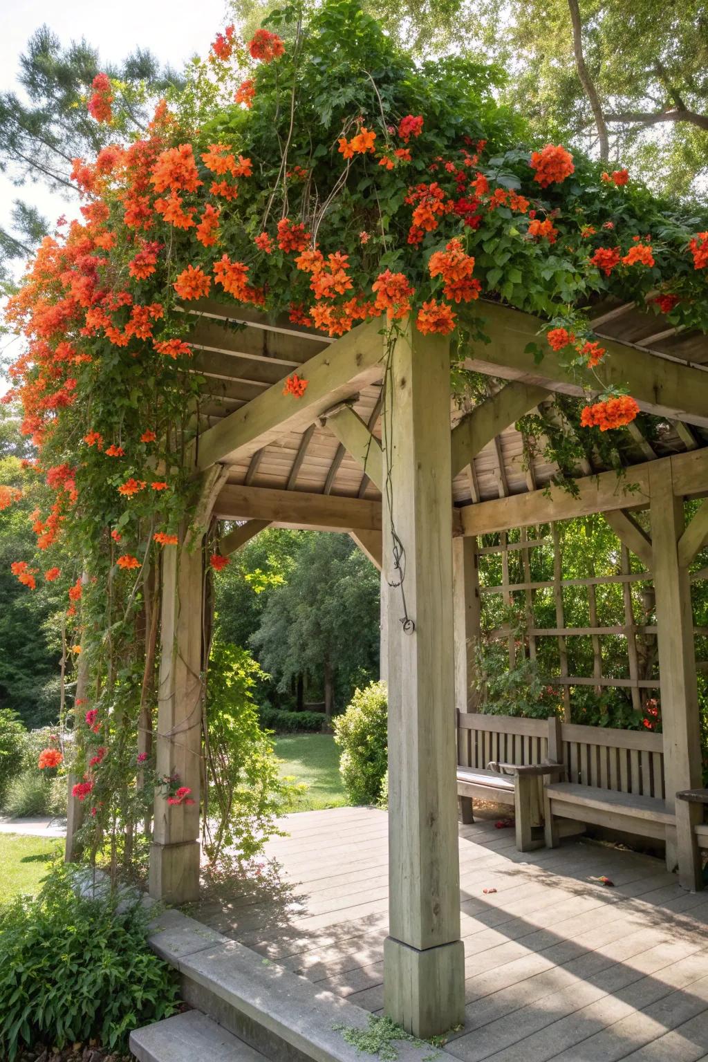 Transform your garden gazebo into a magical retreat with cascading trumpet vines.